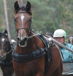 Toreador 141006-1